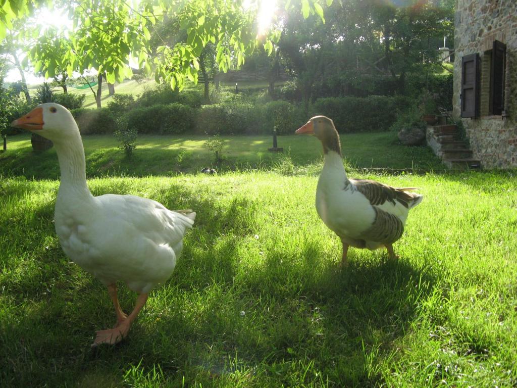 Agriturismo Il Mulino Delle Pile Chiusdino Ngoại thất bức ảnh